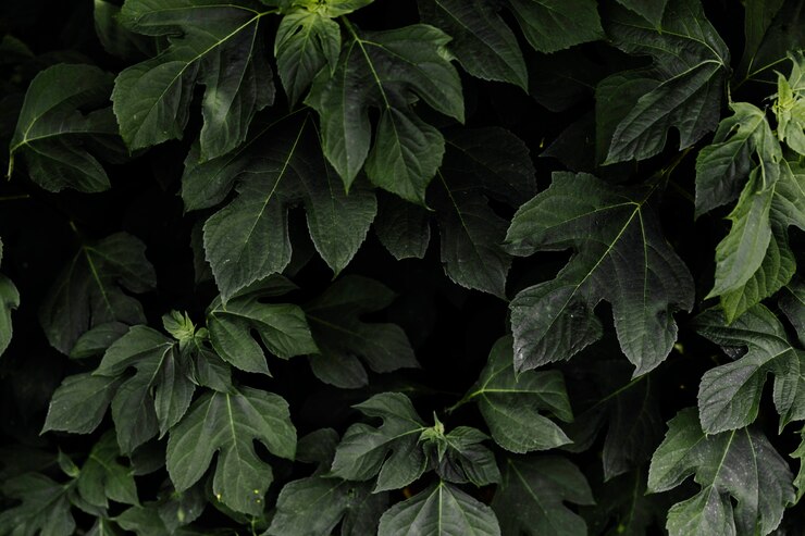 Frunze verzi proaspete acoperite de picături de rouă, reprezentând puritatea și vitalitatea naturii eco